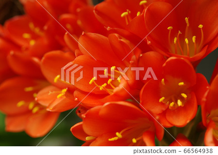 Kimiko column flowers bloomed luxuriously 66564938