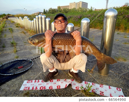 草魚:米或以上:釣魚者:校長:淀川:智能手機拍攝 草魚:米或以上:釣魚者:校長:淀川:智能手機拍攝 66564998