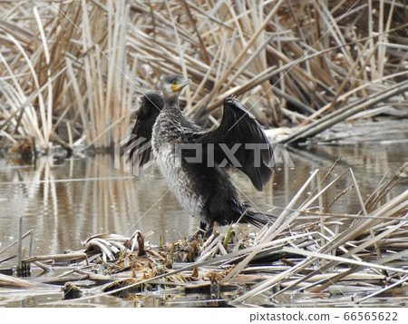 A cormorant 66565622