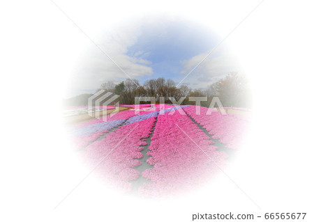 Flower garden Kaori no Sato Flower garden Kaori no Sato 66565677