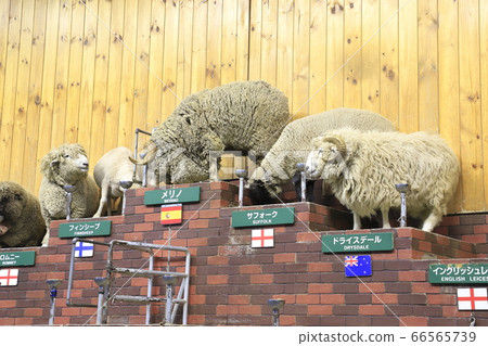 Sheep show at Agrodome, a spring mother farm Sheep show at Agrodome, a spring mother farm 66565739