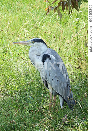 [Wild birds] Gray heron Aogi in a city park in Sakai city 66565863