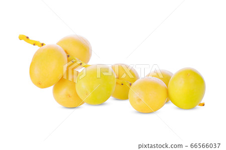 Phoenix dactylifera on a white background 66566037