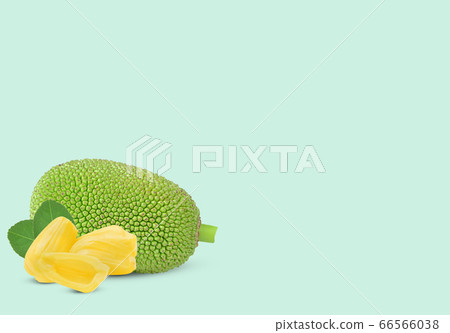 Jackfruit isolated on green background 66566038