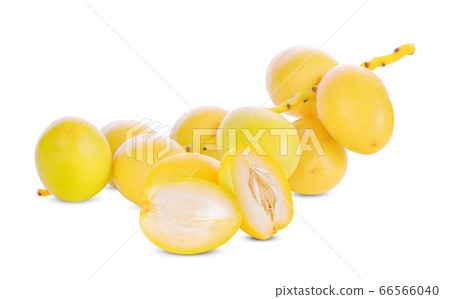 Phoenix dactylifera on a white background Phoenix dactylifera on a white background 66566040