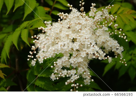 Alyssum 66566193