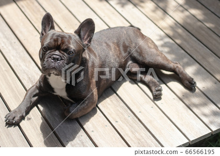 法國鬥牛犬在木甲板上在陽光下玩 66566195