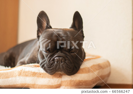french bulldog bed