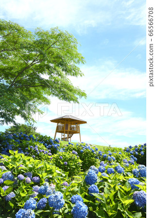 繡球花公園 66566708