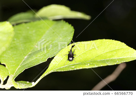 自我torukubi otoshibumi 自我torukubi otoshibumi 66566770