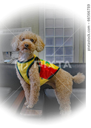 貴賓犬玩具貴賓犬 貴賓犬玩具貴賓犬 66566789