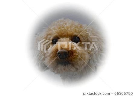 貴賓犬玩具貴賓犬 貴賓犬玩具貴賓犬 66566790