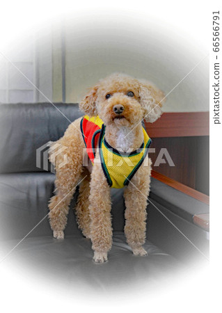貴賓犬玩具貴賓犬 貴賓犬玩具貴賓犬 66566791