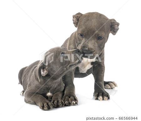 puppies staffordshire bull terrier puppies staffordshire bull terrier 66566944