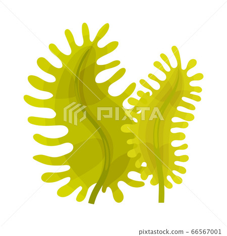 Green Seaweed as Multicellular Marine Algae Vector Illustration 66567001