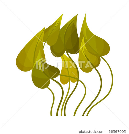 Green Seaweed as Multicellular Marine Algae Vector Illustration 66567005