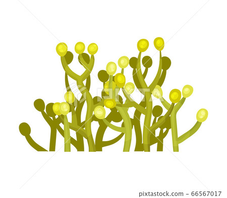 Green Seaweed as Multicellular Marine Algae Vector Illustration 66567017