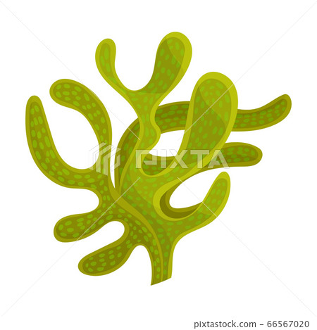 Green Seaweed as Multicellular Marine Algae Vector Illustration 66567020