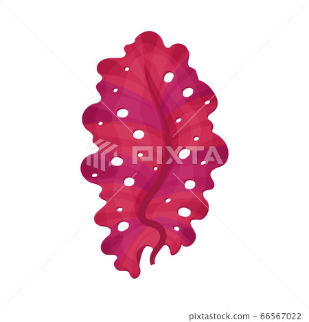 Multicellular Marine Algae Growing on Sea Bottom Vector Illustration Multicellular Marine Algae Growing on Sea Bottom Vector Illustration 66567022