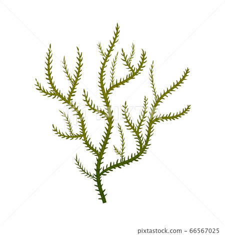 Green Seaweed as Multicellular Marine Algae Vector Illustration Green Seaweed as Multicellular Marine Algae Vector Illustration 66567025
