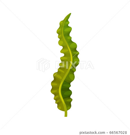 Green Seaweed as Multicellular Marine Algae Vector Illustration Green Seaweed as Multicellular Marine Algae Vector Illustration 66567028