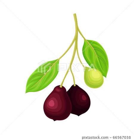 Green Leafy Branch of Sandalwood with Berries Vector Illustration 66567038
