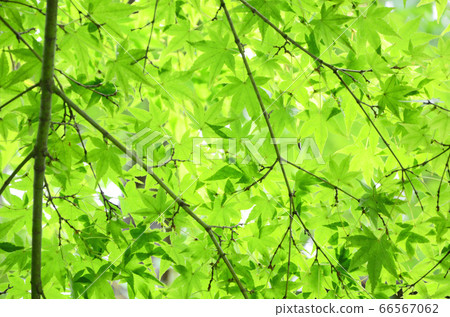 藍楓在陽光下 藍楓在陽光下 66567062