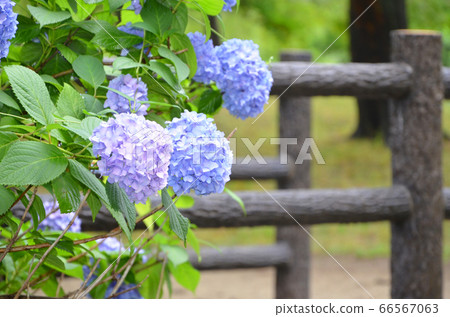 鶴見綠地公園(大阪)的繡球花 鶴見綠地公園(大阪)的繡球花 66567063