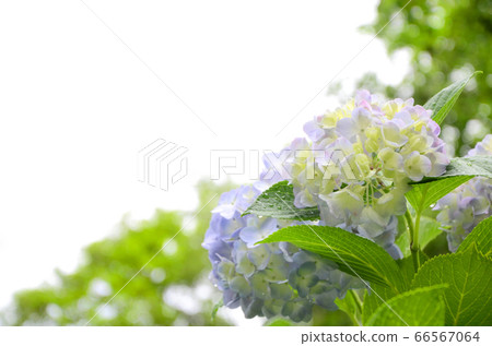 鶴見綠地公園(大阪)的繡球花 鶴見綠地公園(大阪)的繡球花 66567064