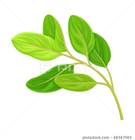 Green Leafy Branch of Sandalwood Isolated on White Background Vector Illustration 66567065