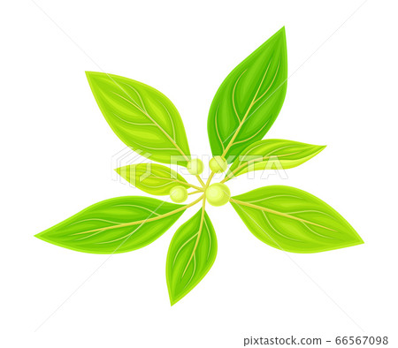 Green Leafy Branch of Sandalwood with Berries Vector Illustration 66567098