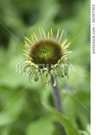 Coneflower Primadonna Tiefrosa 66567403