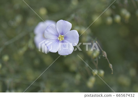 Perennial flax Perennial flax 66567432
