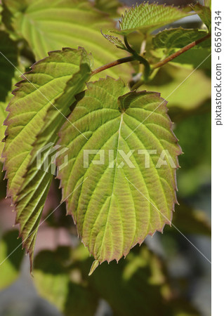 Handkerchief tree Handkerchief tree 66567434