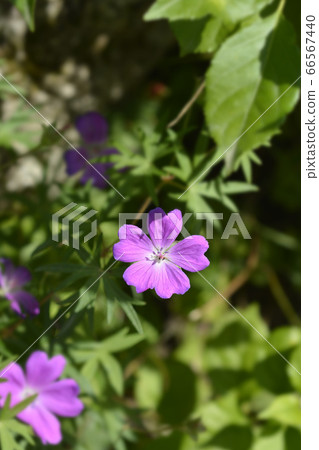 Bloody cranesbill 66567440