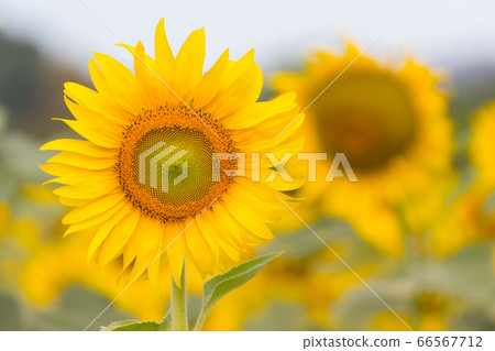Sunflower facing the sun, Bright yellow sunflower at Lopburi, Thailand Sunflower facing the sun, Bright yellow sunflower at Lopburi, Thailand 66567712