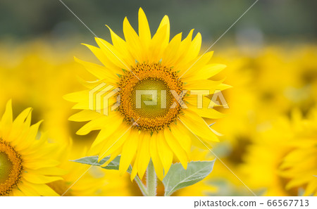 Sunflower facing the sun, Bright yellow sunflower at Lopburi, Thailand Sunflower facing the sun, Bright yellow sunflower at Lopburi, Thailand 66567713