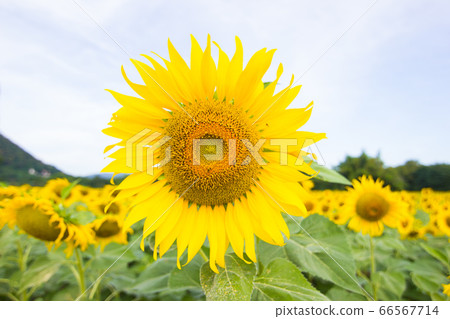 Sunflower facing the sun, Bright yellow sunflower at Lopburi, Thailand Sunflower facing the sun, Bright yellow sunflower at Lopburi, Thailand 66567714