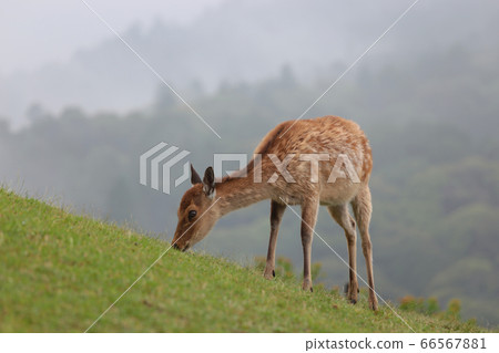 Nara, in Mt. Wakakusa after the rain 66567881