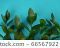 Green plant branches on turquoise background. Nature, beauty concept. Close-up, copy space 66567922