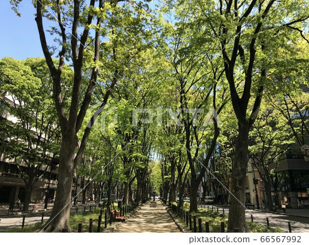 Joshu寺廟街道的新鮮綠色 Joshu寺廟街道的新鮮綠色 66567992
