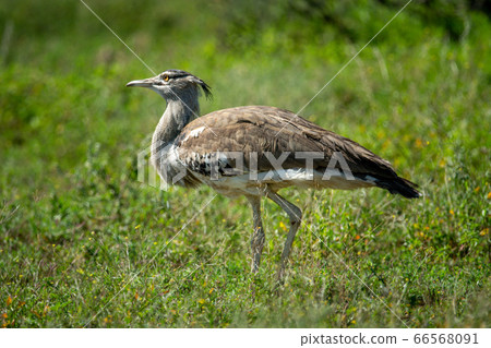 Kori bustard walks on grass in sun Kori bustard walks on grass in sun 66568091