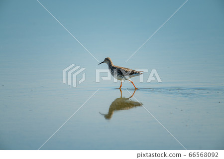 Immature ruff wades through shallows with Immature ruff wades through shallows with 66568092