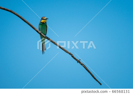 European bee-eater on branch under blue sky European bee-eater on branch under blue sky 66568131