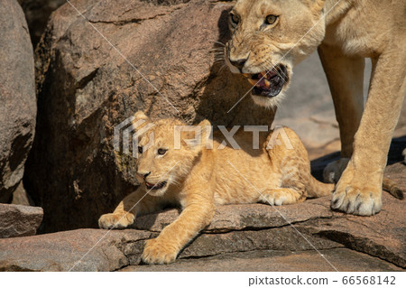 Cub lying on rock with snarling lioness 66568142