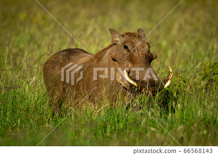 Common warthog stands in grass eyeing camera Common warthog stands in grass eyeing camera 66568143