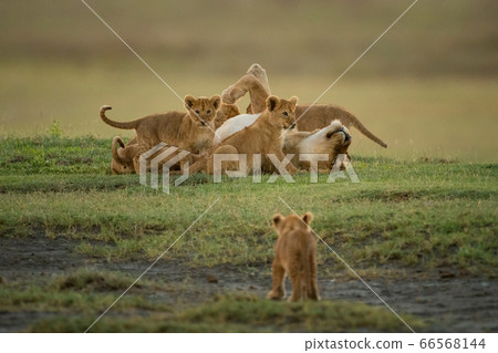 Cub approaches others surrounding lioness on grass Cub approaches others surrounding lioness on grass 66568144