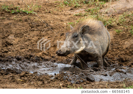 Common warthog squats in mud watching camera Common warthog squats in mud watching camera 66568145