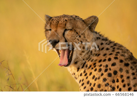 Close-up of yawning cheetah with bokeh background 66568146