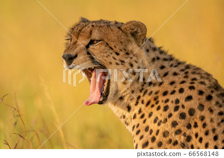 Close-up of yawning cheetah with blurred Close-up of yawning cheetah with blurred 66568148